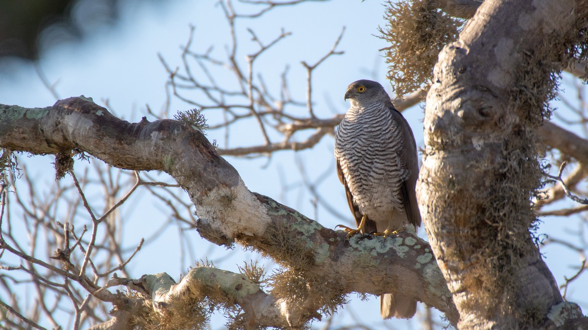 Madagascar Sparrowhawk - Jean-Sébastien Guénette