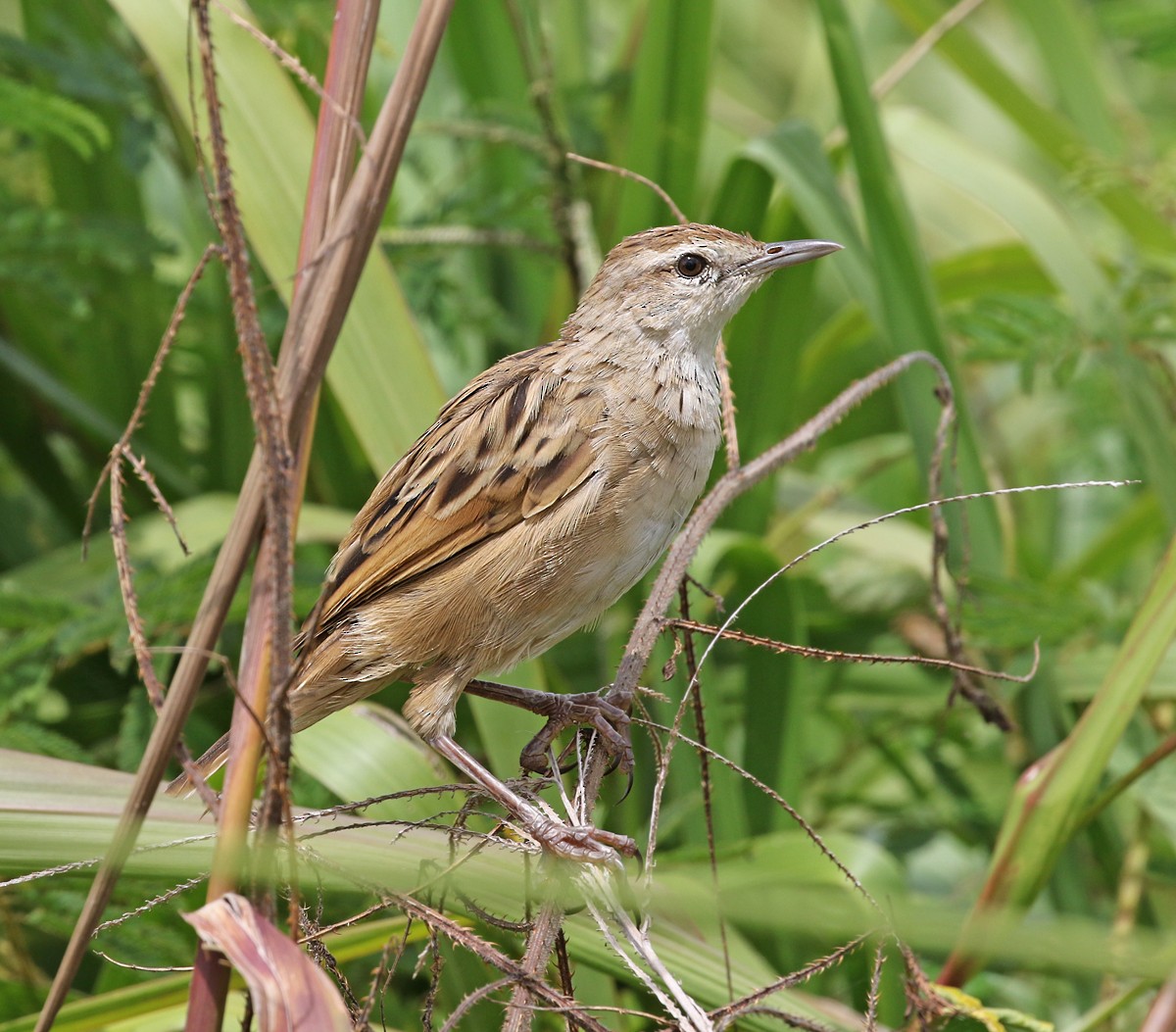 Striated Grassbird - ML124222201