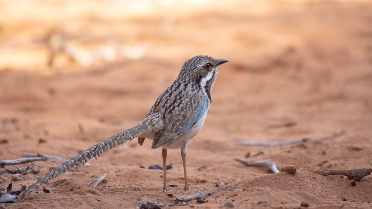 Long-tailed Ground-Roller - ML124222251