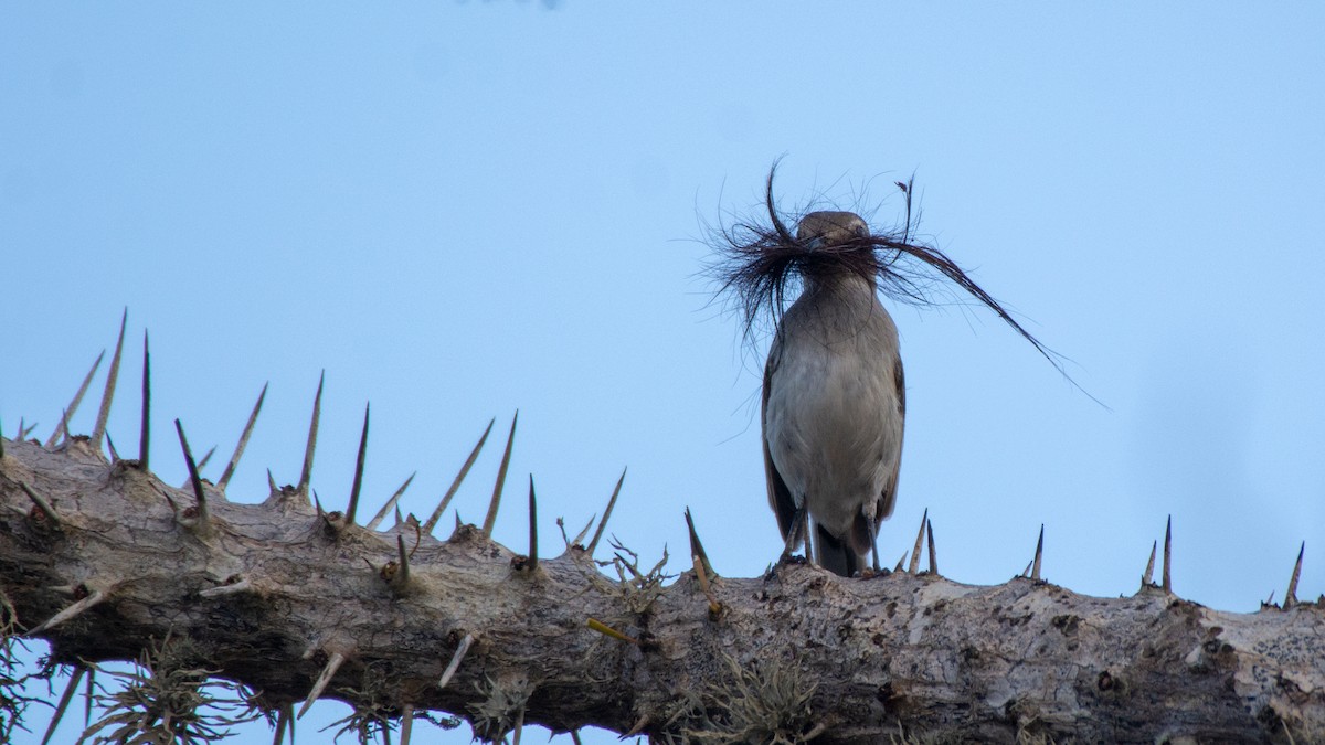 Madagascar Magpie-Robin (White-winged) - Jean-Sébastien Guénette