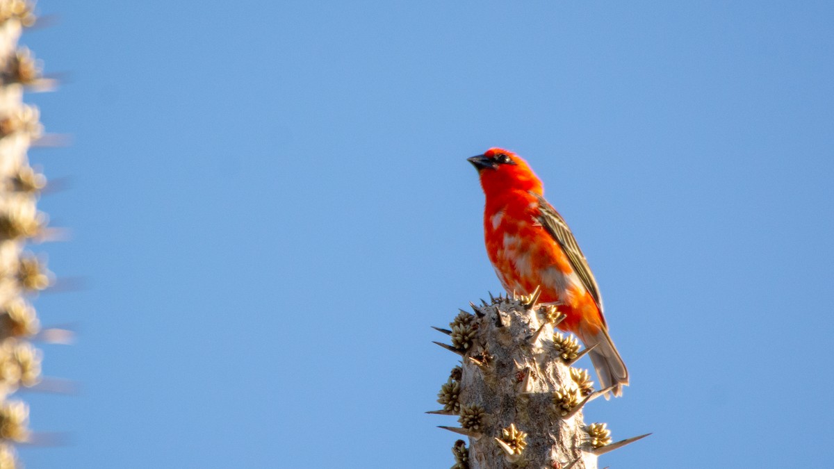 Red Fody - ML124222911