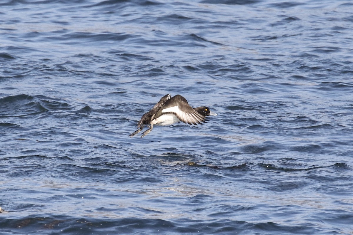 Tufted Duck - ML124223991