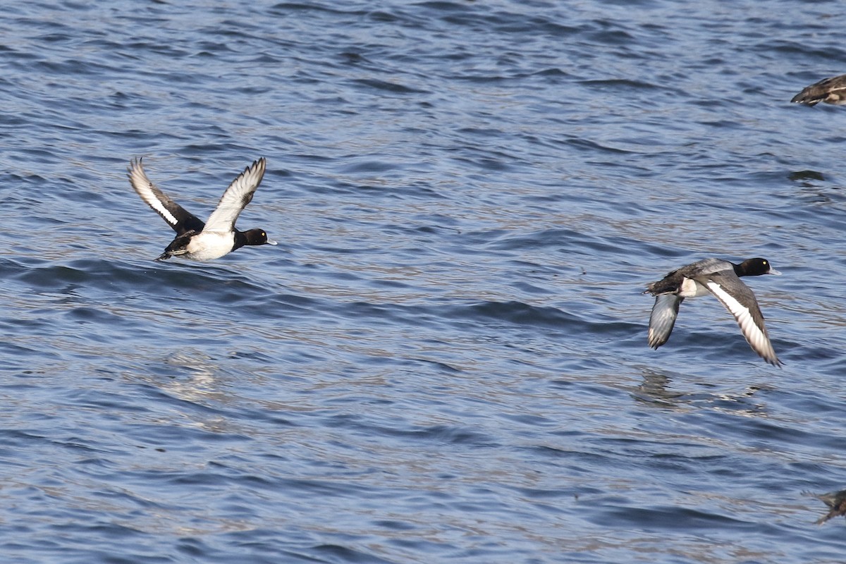 Tufted Duck - ML124224001