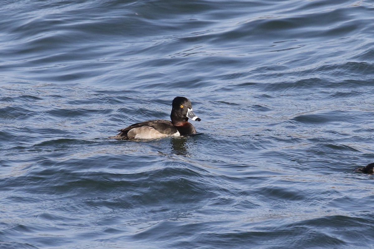 Ring-necked Duck - Russ Morgan