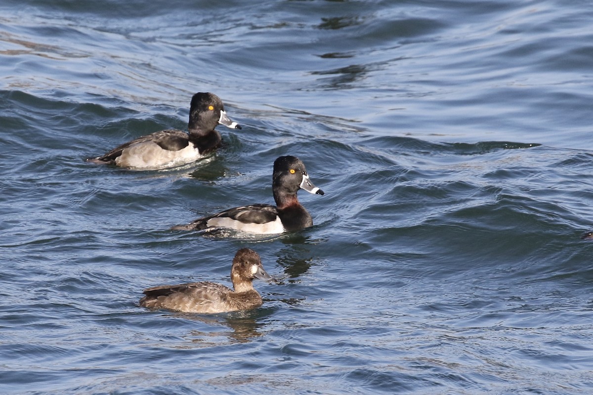 Ring-necked Duck - Russ Morgan