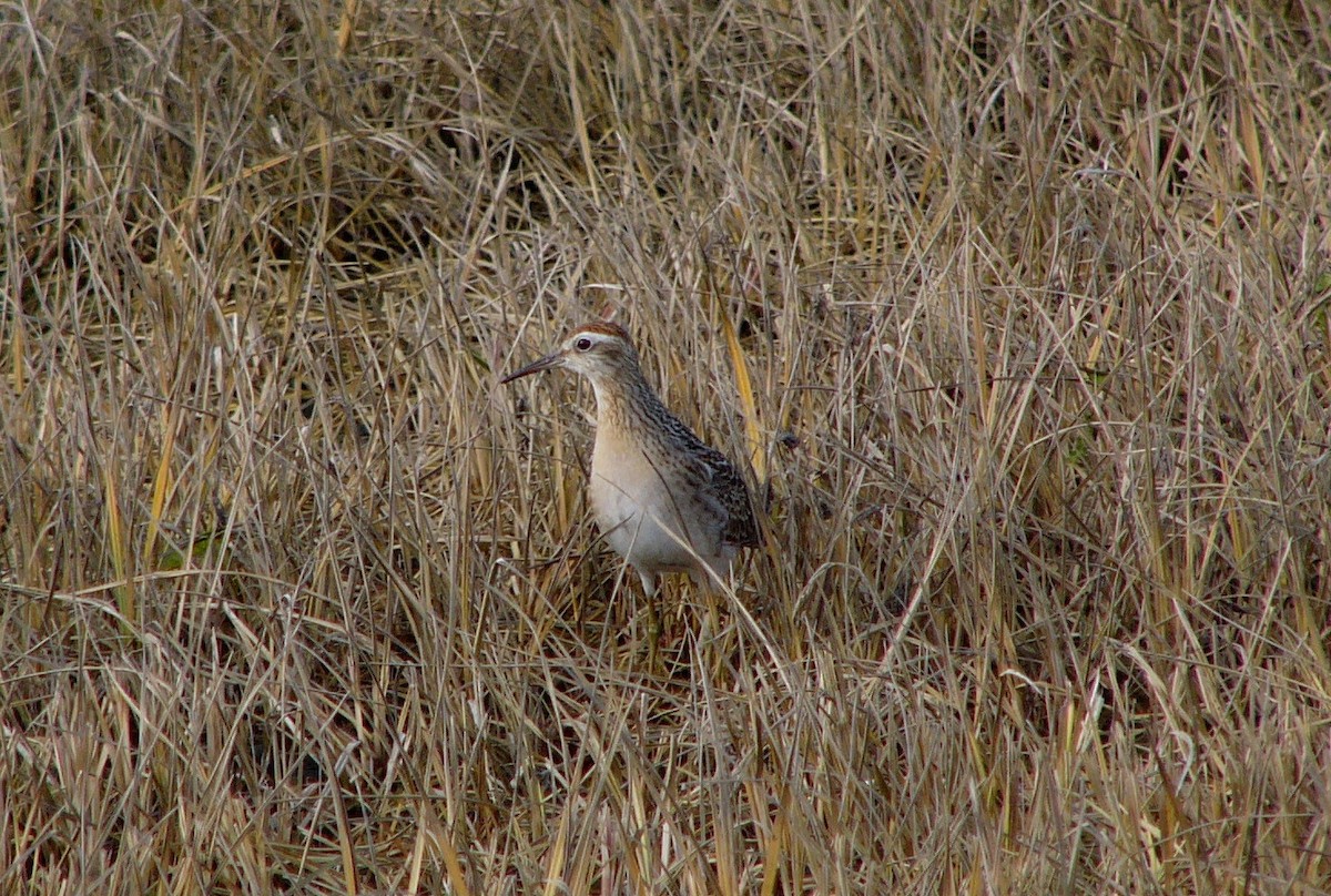 Sharp-tailed Sandpiper - ML124228281