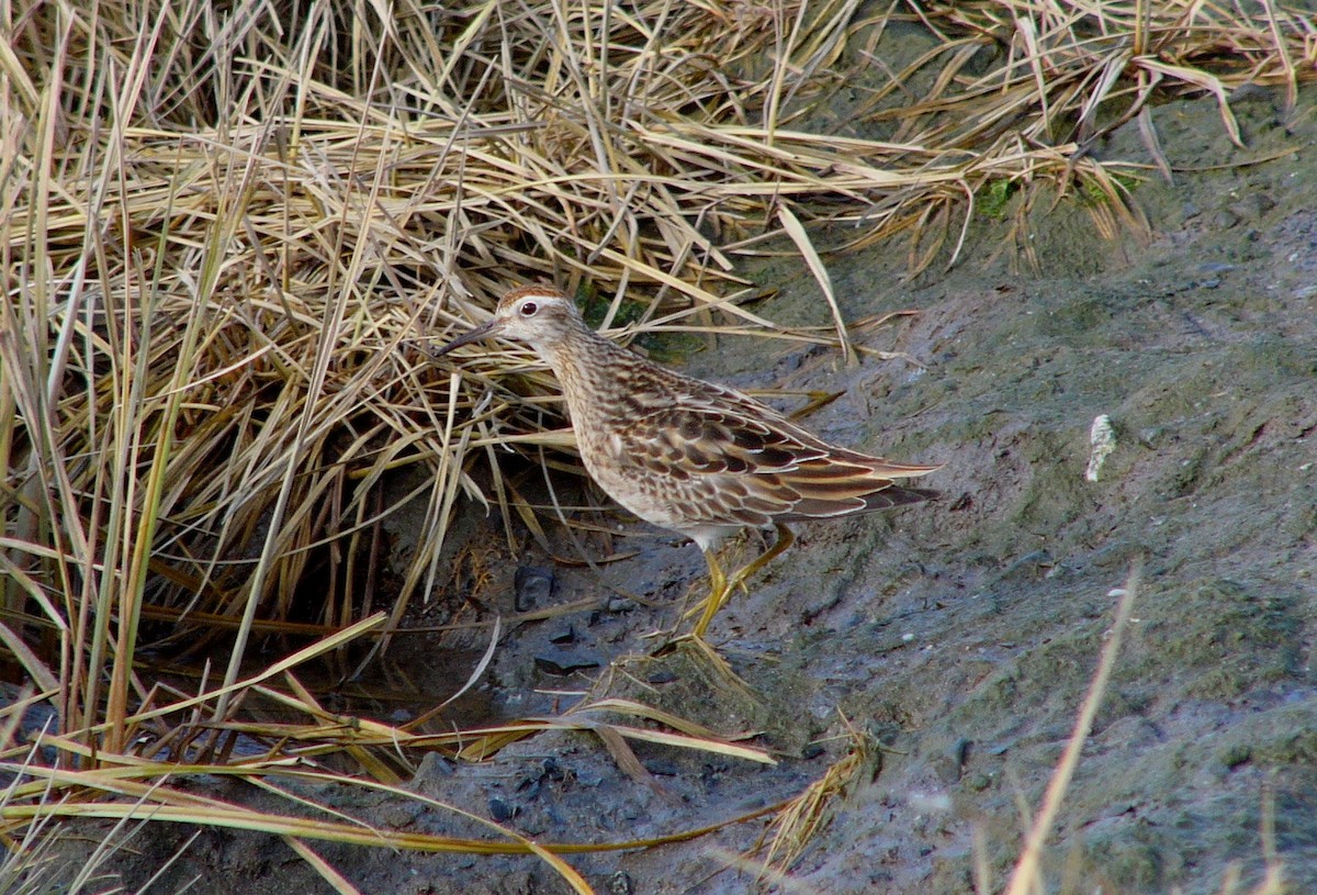 Sharp-tailed Sandpiper - ML124228291