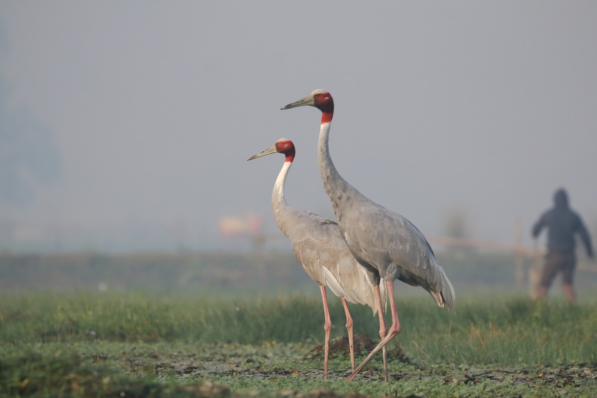 Sarus Crane - Rahul  Singh
