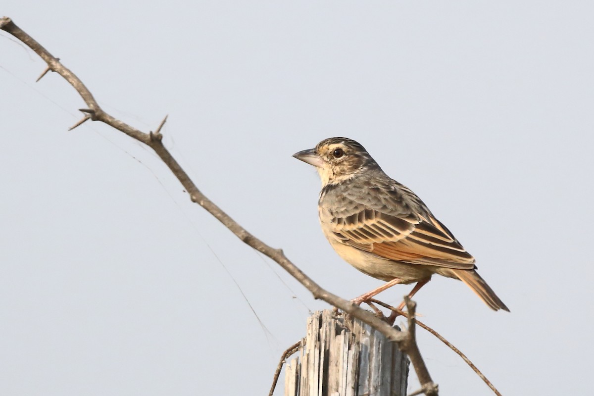 Bengal Bushlark - Rahul  Singh