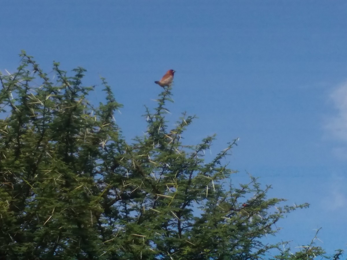 Scaly-breasted Munia - ML124229351