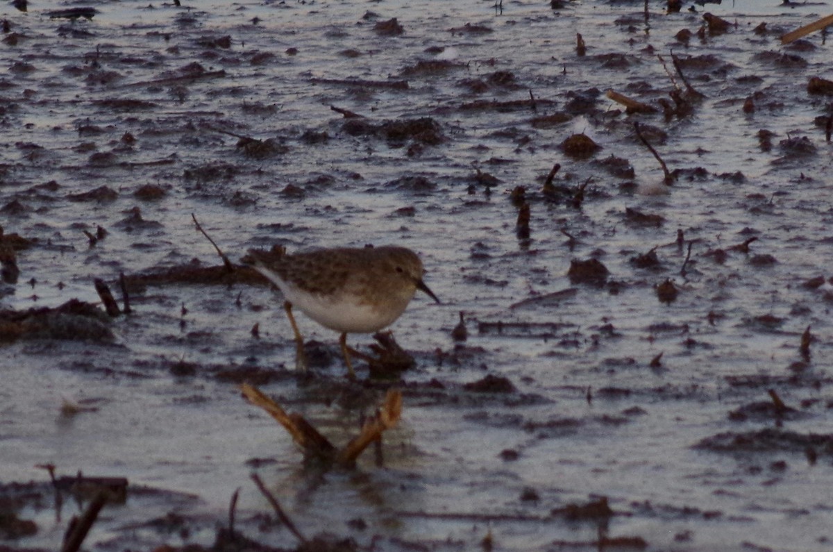 Least Sandpiper - ML124230391