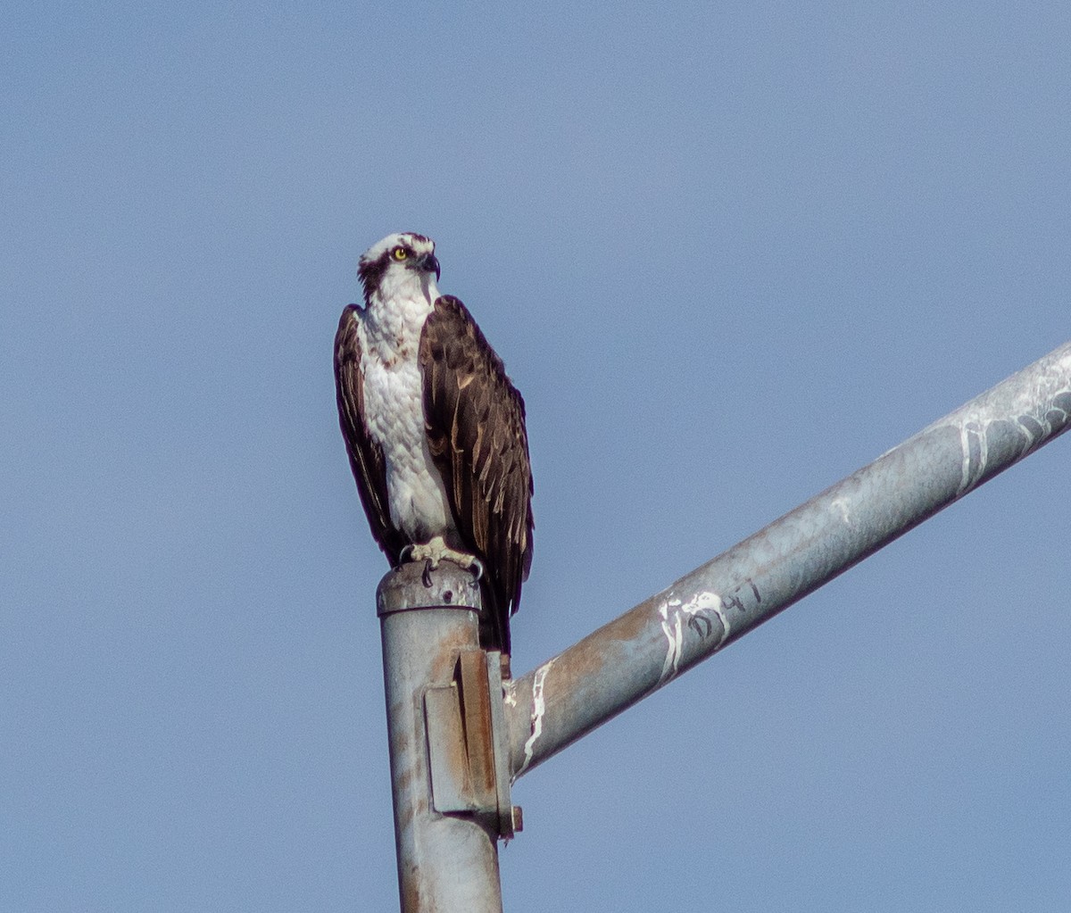 Osprey - ML124231081