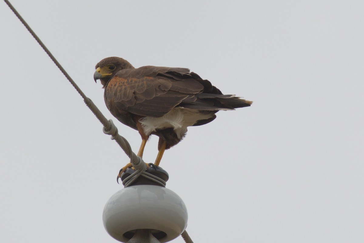 Harris's Hawk - ML124231351