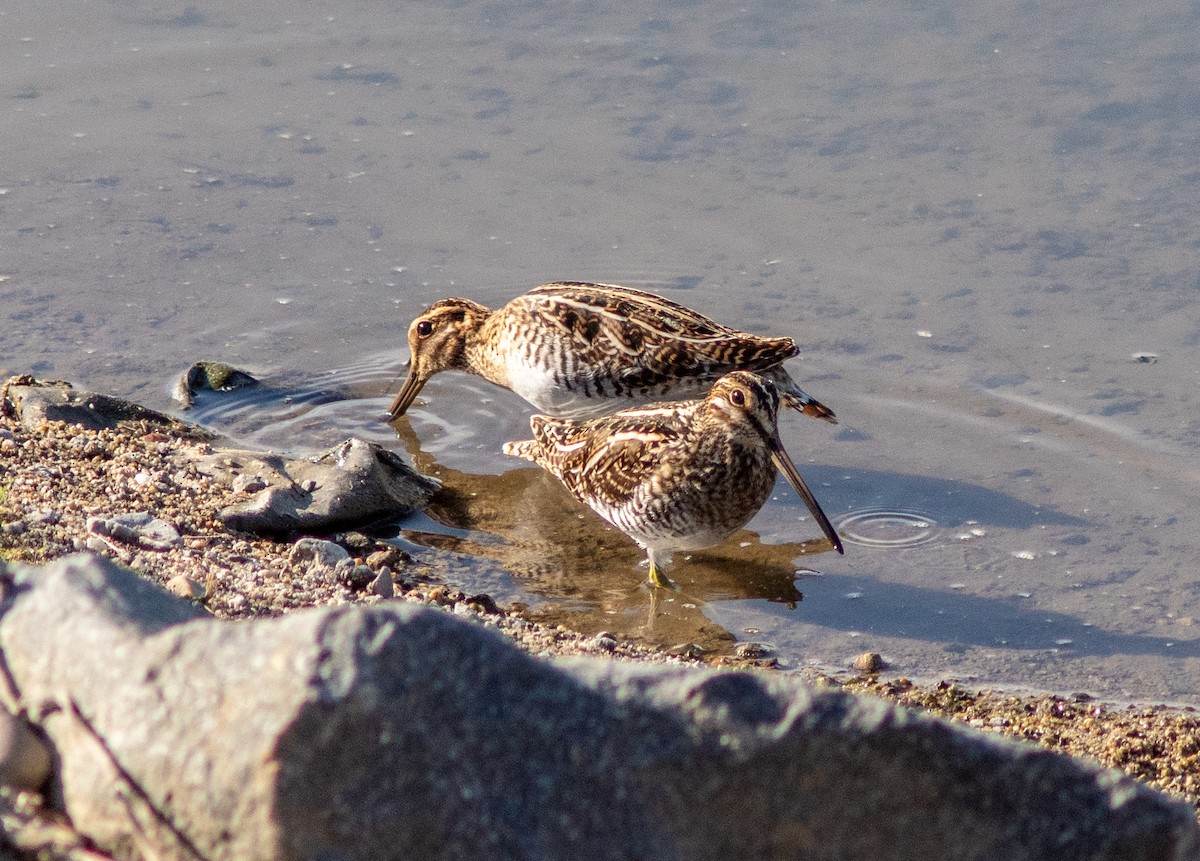 Wilson's Snipe - ML124231481