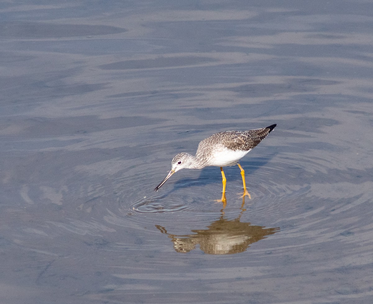 Greater Yellowlegs - Ben  Valdez