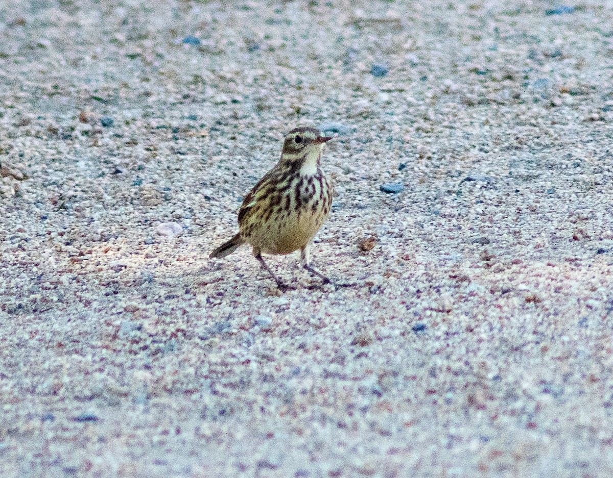 American Pipit - ML124231601