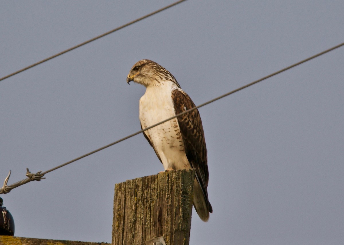 Ferruginous Hawk - ML124233531