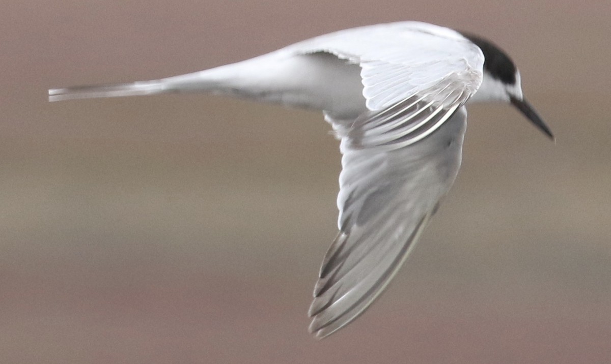 Arctic Tern - ML124237321