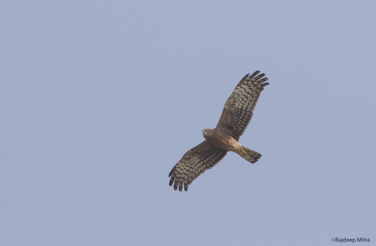 Pied Harrier - Rajdeep Mitra