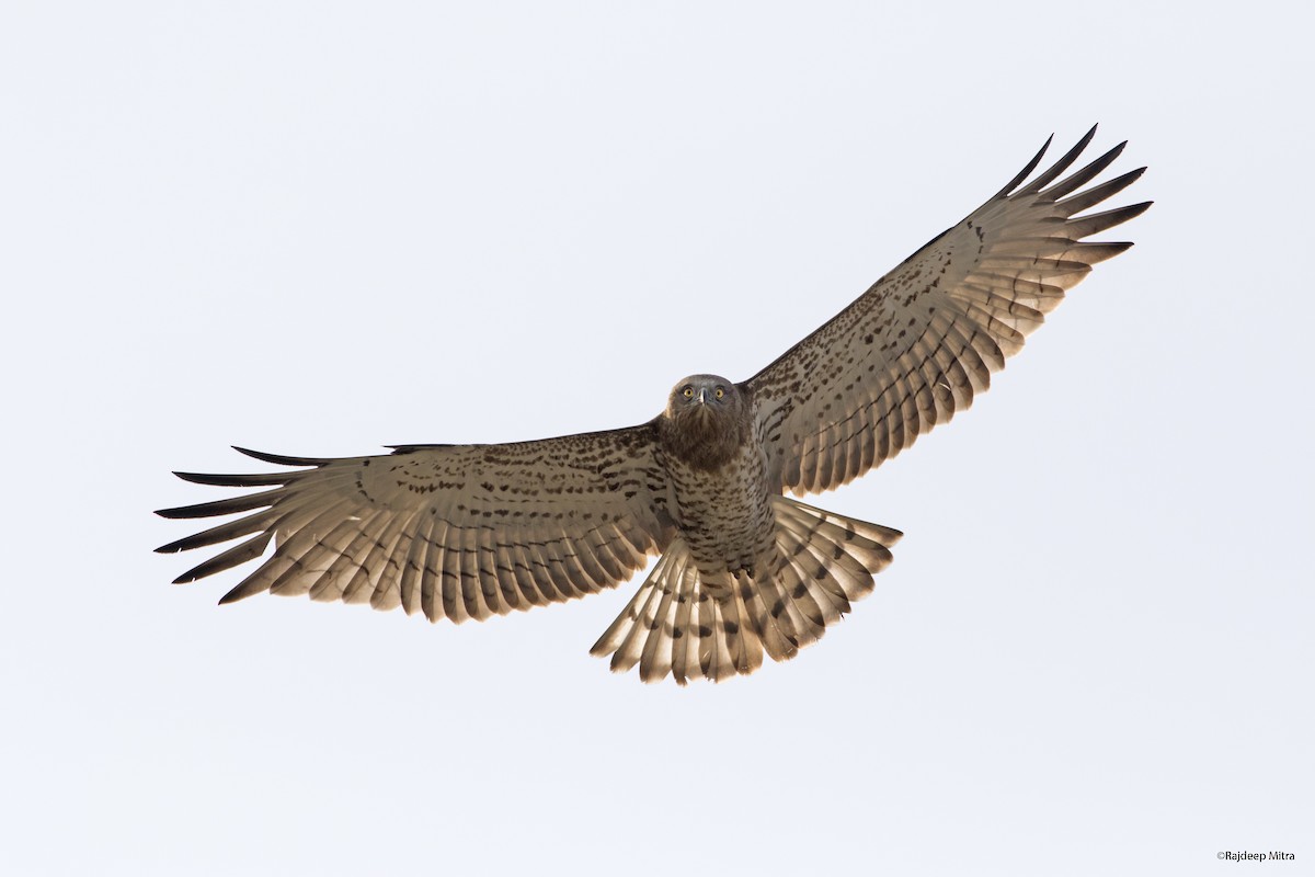 Short-toed Snake-Eagle - ML124237891