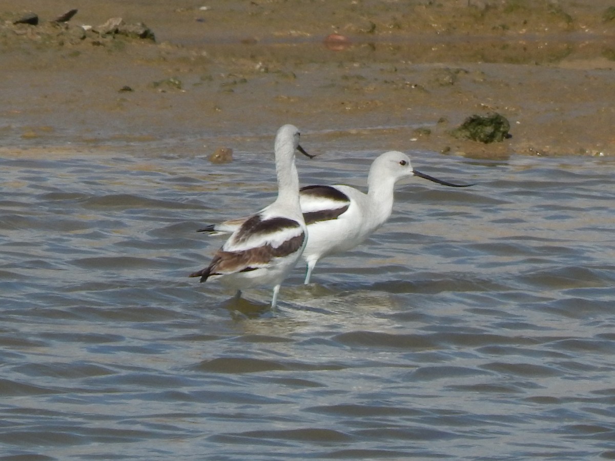 American Avocet - ML124238291