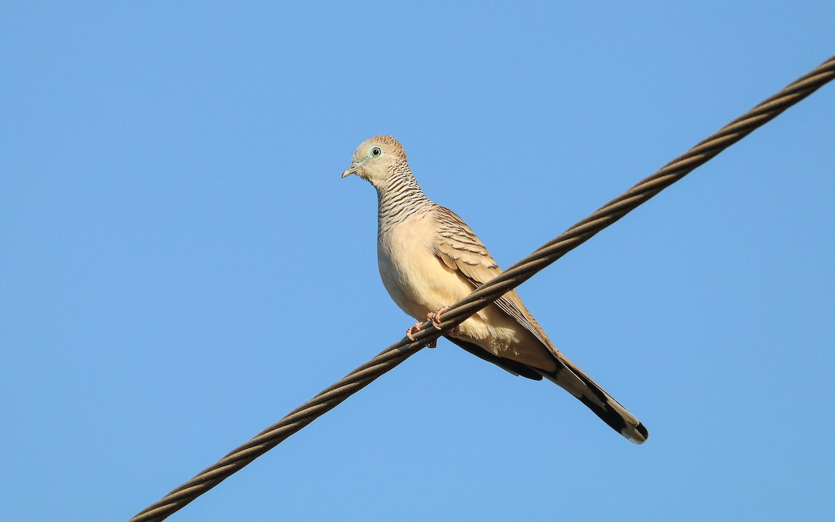 Peaceful Dove - Ged Tranter