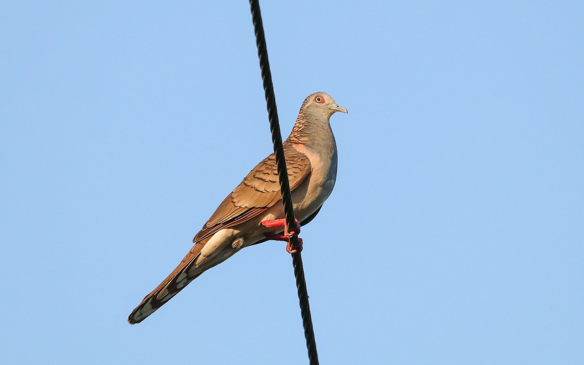 Bar-shouldered Dove - Ged Tranter