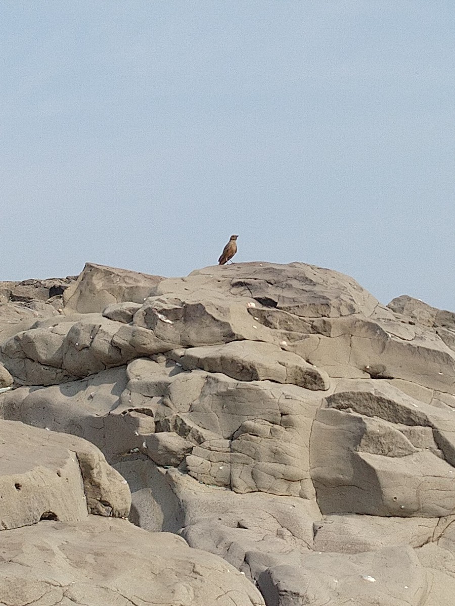 Rufous-tailed Lark - ML124240021