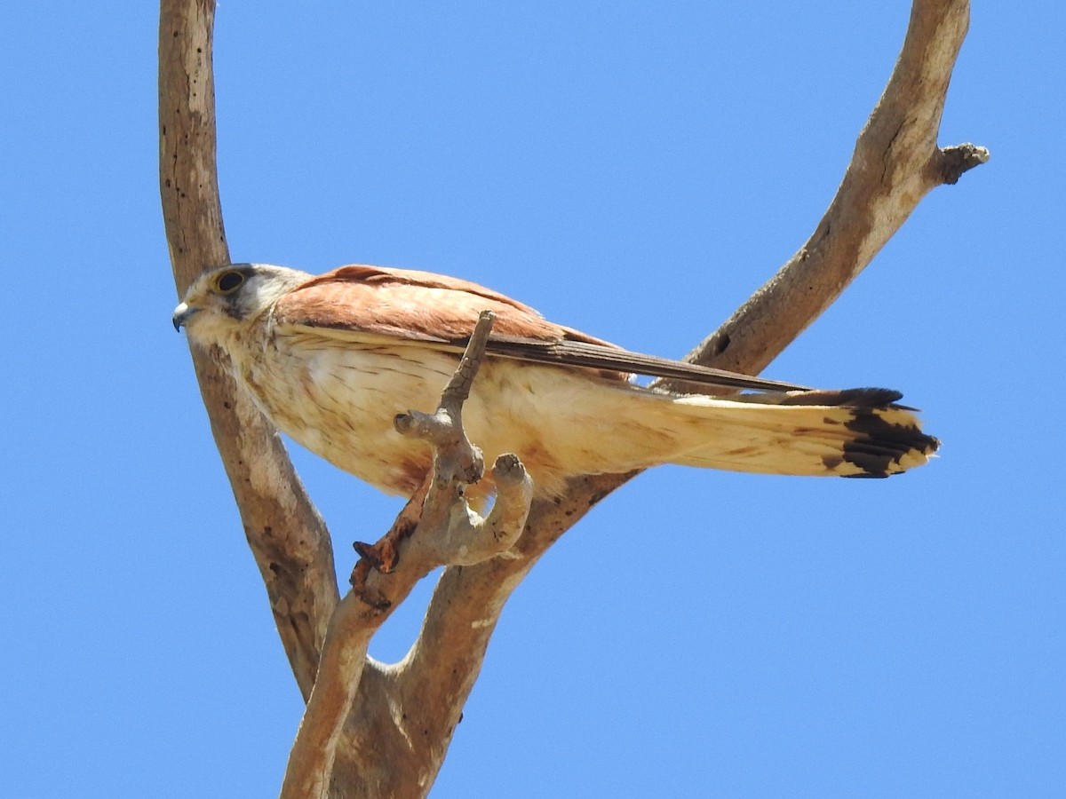 Nankeen Kestrel - Dan Stoker
