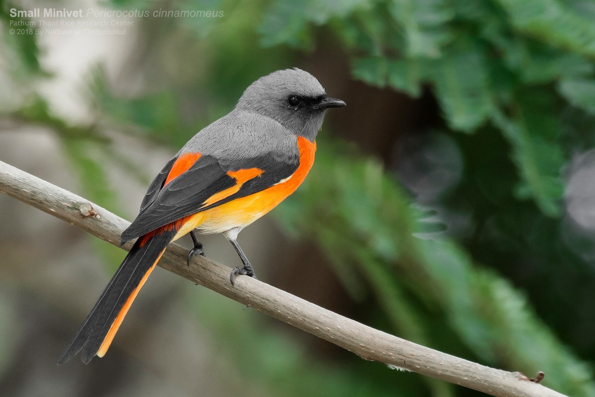 Small Minivet - Natthaphat Chotjuckdikul