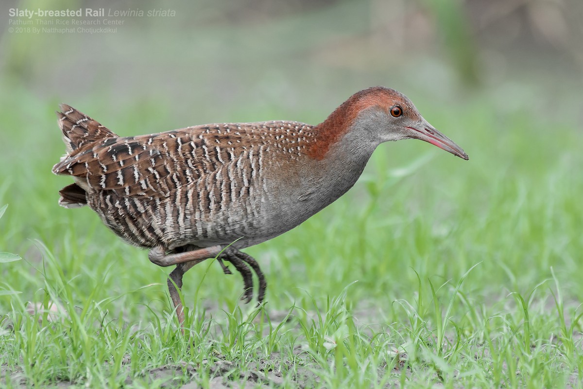 Slaty-breasted Rail - Natthaphat Chotjuckdikul