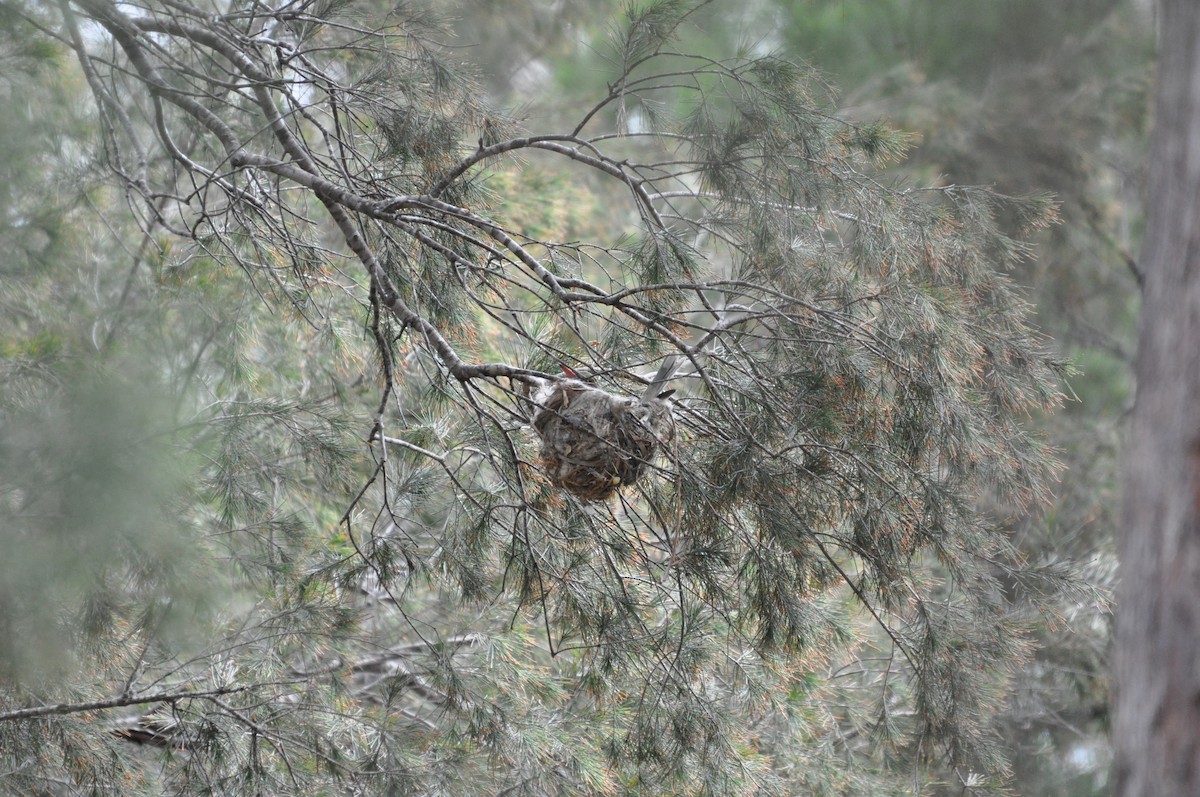 Olive-backed Oriole - ML124248221