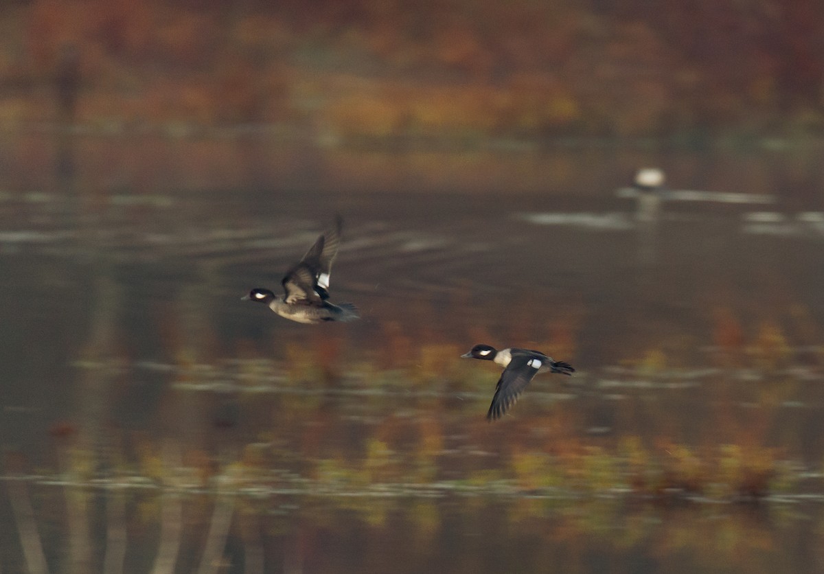 Bufflehead - ML124248491