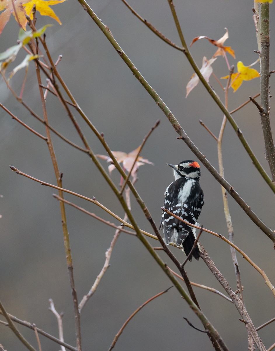 Downy Woodpecker - ML124248531