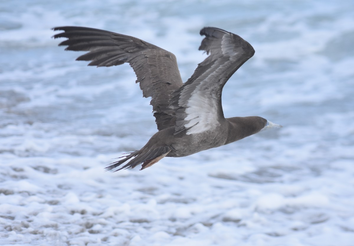 Brown Booby - ML124249721