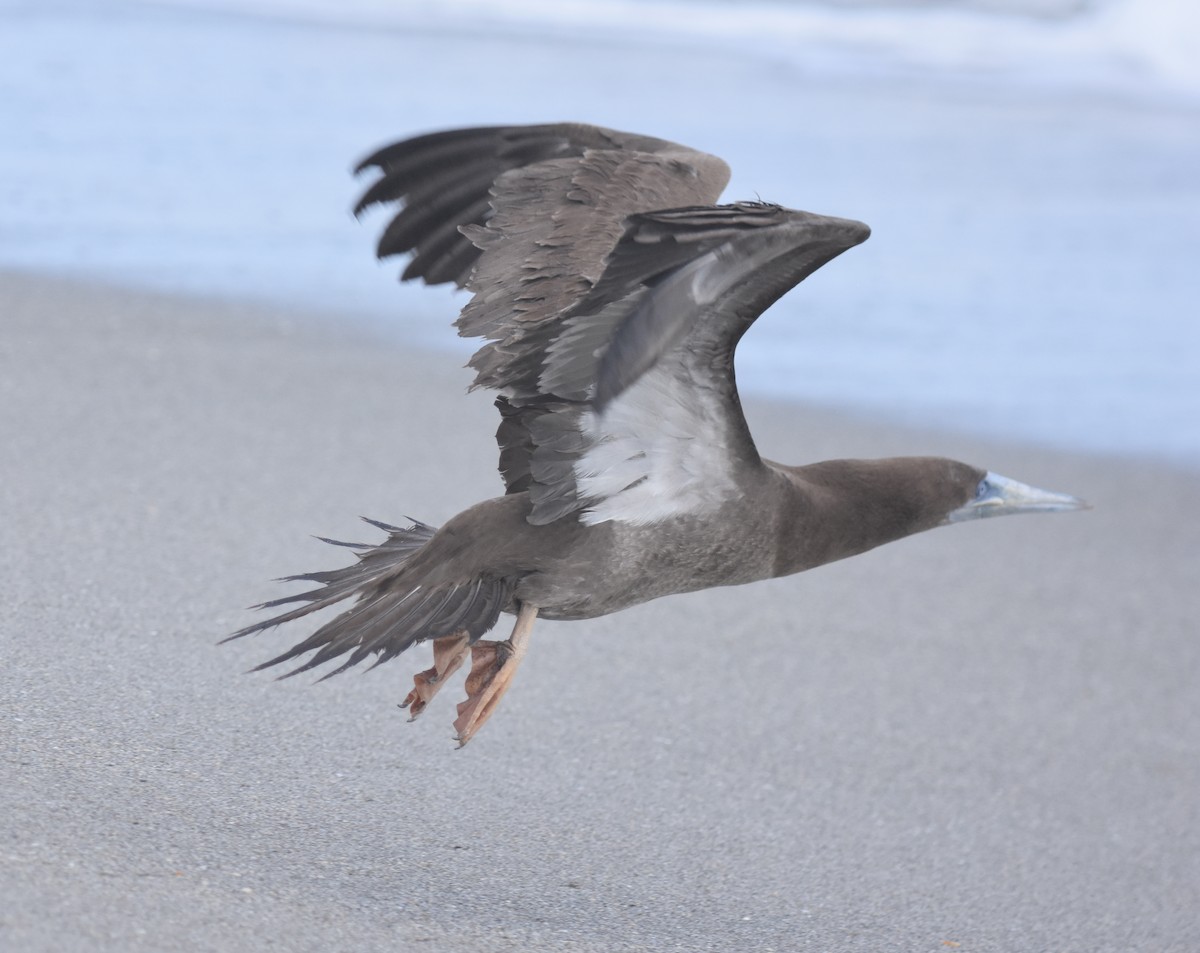 Brown Booby - ML124249731
