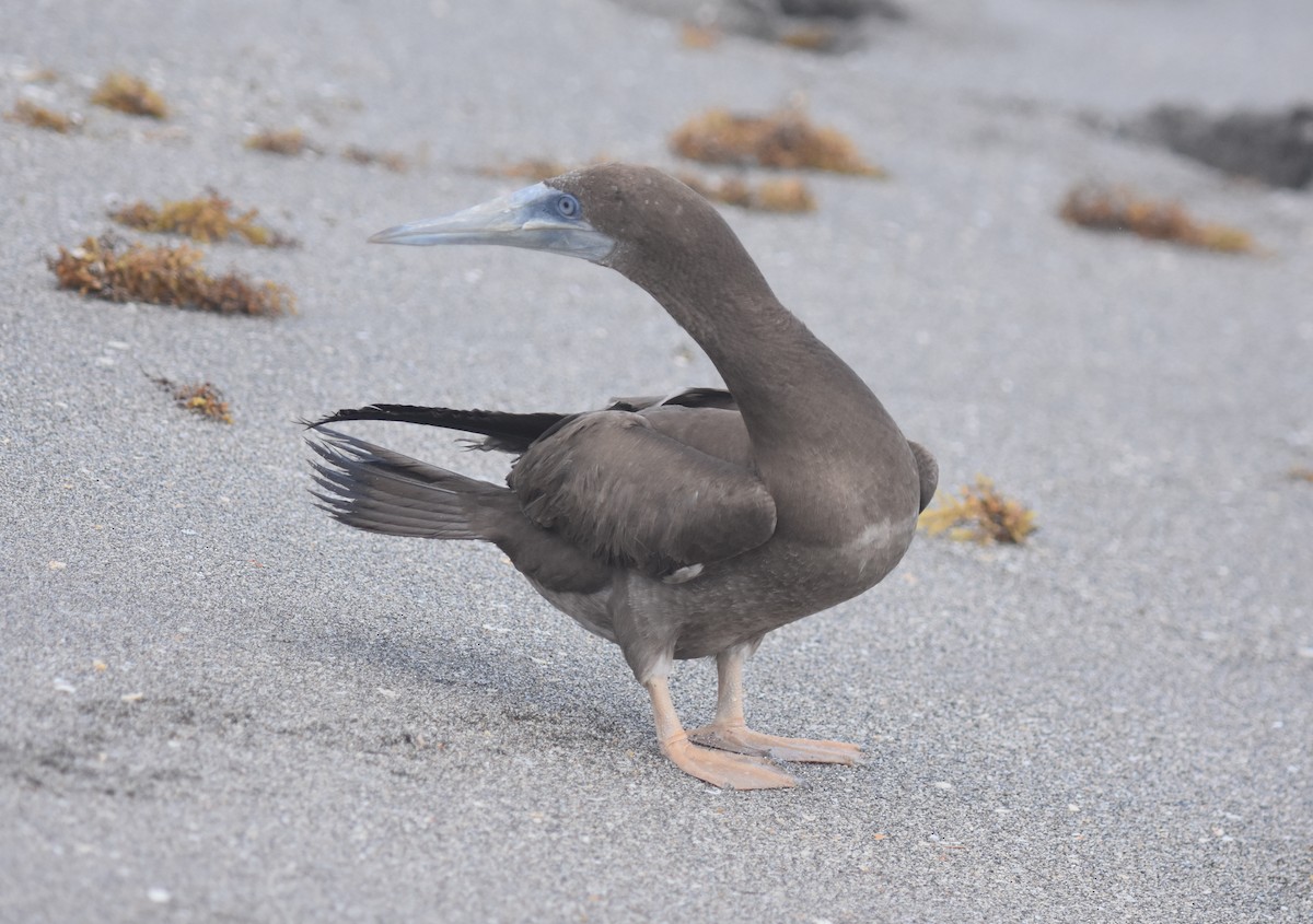 Brown Booby - ML124249741