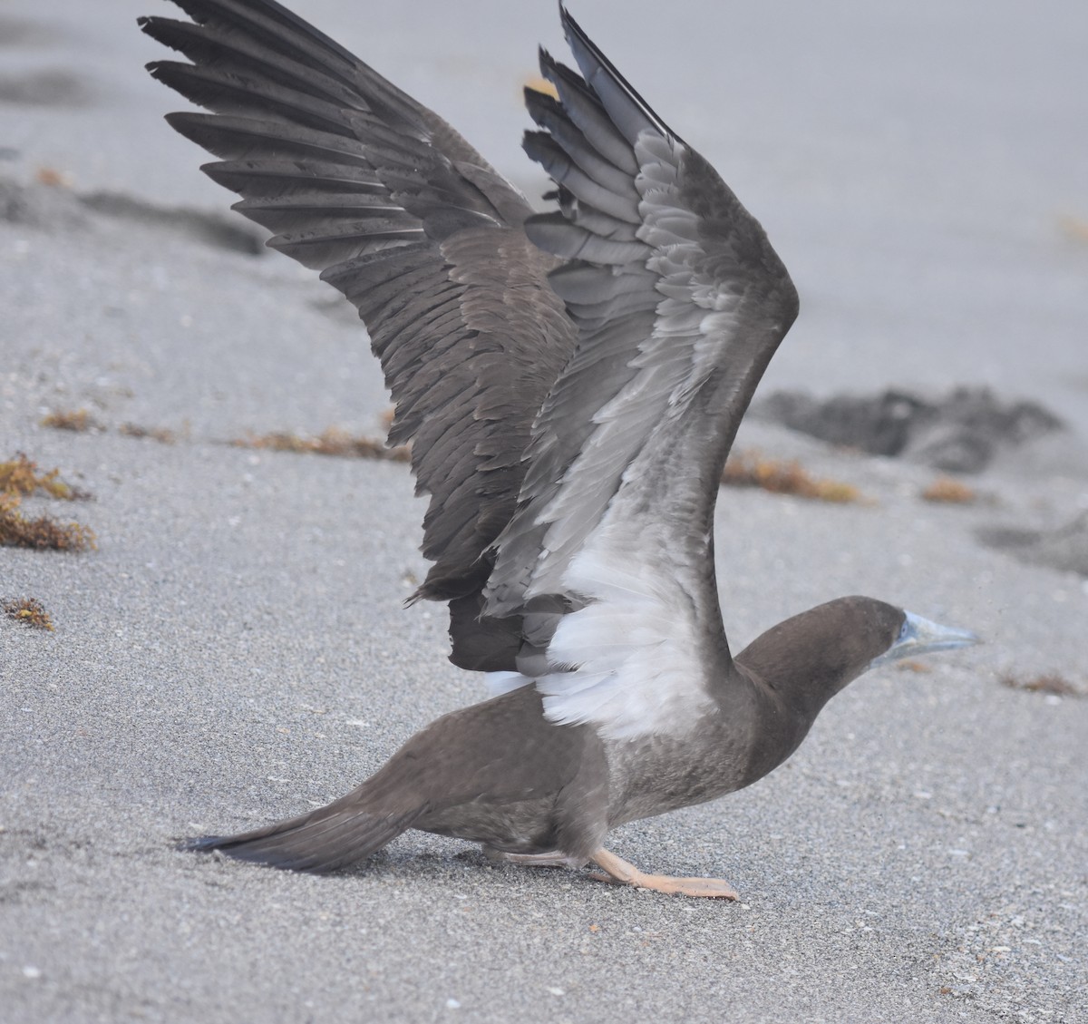Brown Booby - ML124249751