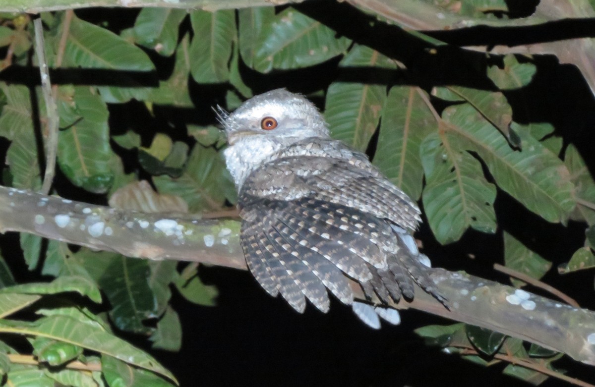 Marbled Frogmouth - Ian Starling