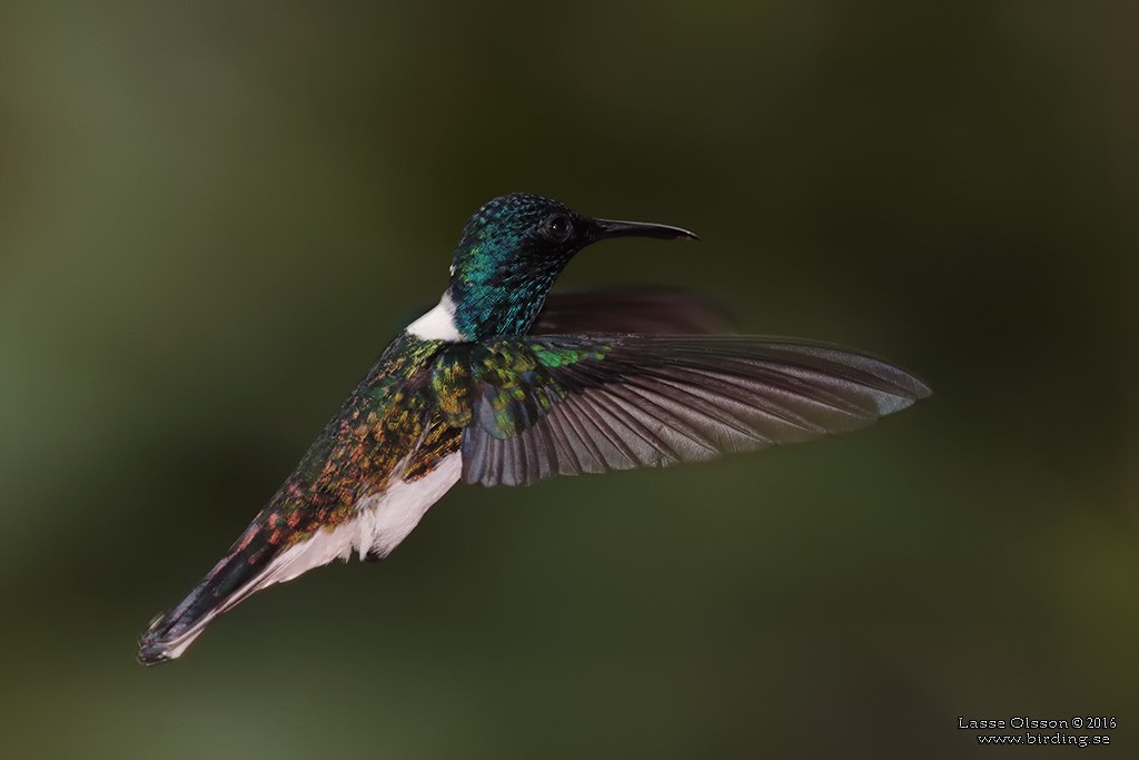 White-necked Jacobin - ML124254071