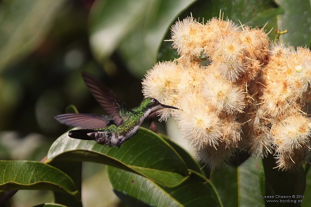 Black-throated Mango - ML124254141