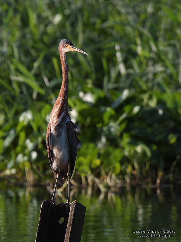 Tricolored Heron - ML124254181