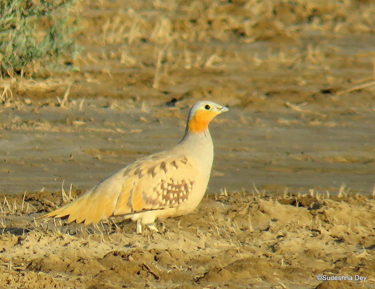 Benekli Bağırtlak - ML124254321