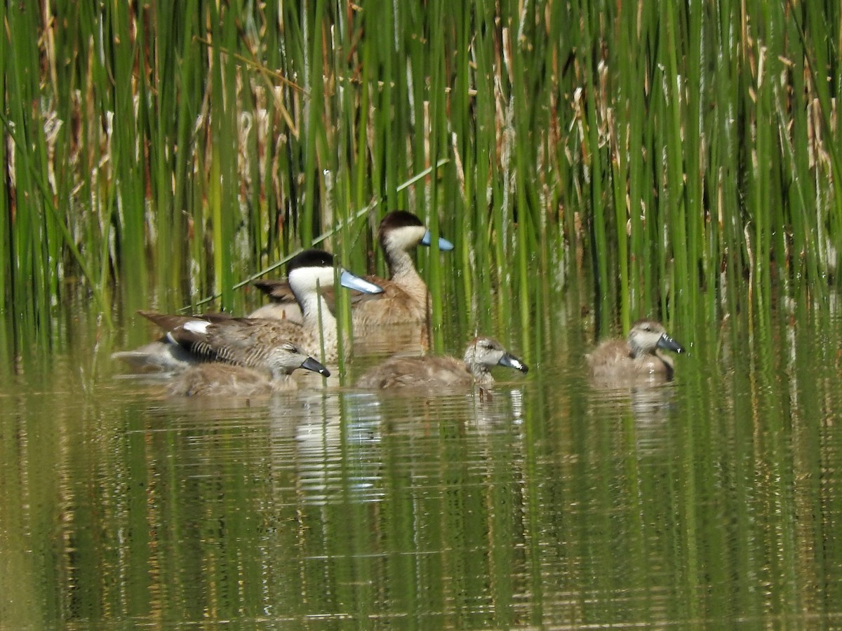 Puna Teal - Paul Suchanek