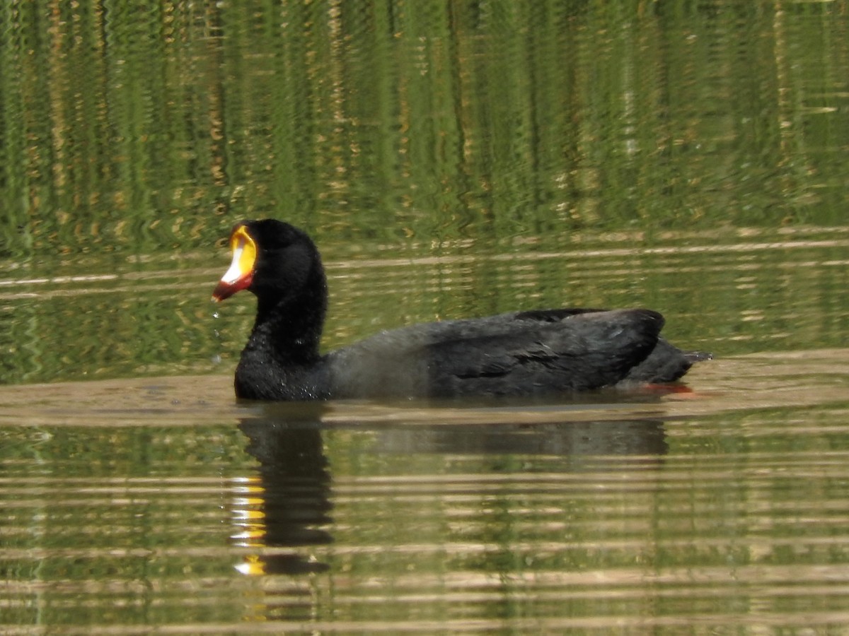 Giant Coot - Paul Suchanek