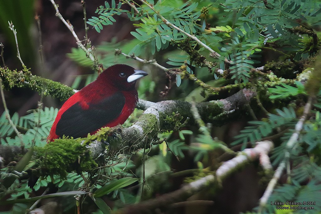 Crimson-backed Tanager - ML124256311