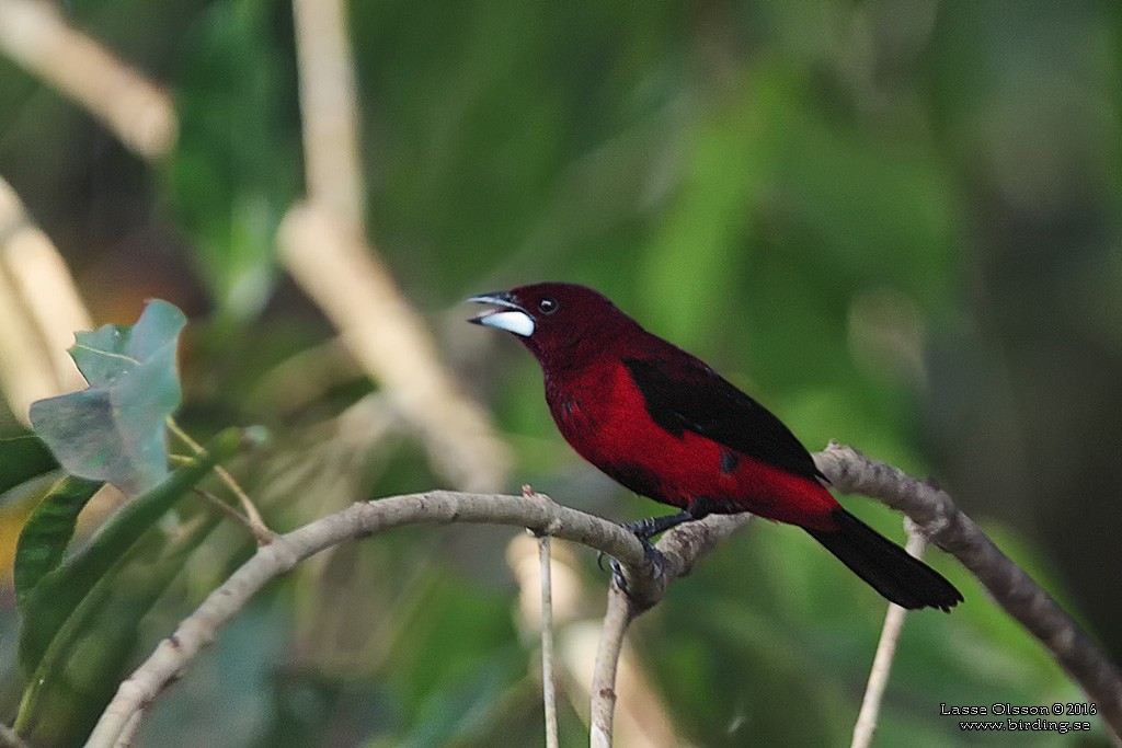 Crimson-backed Tanager - ML124256321