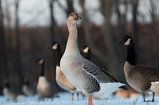 Domestic goose sp. (Domestic type) - eBird