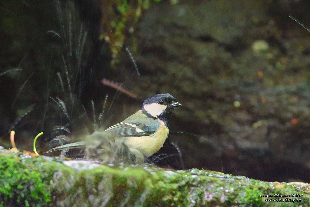 Japanese Tit - ML124258481