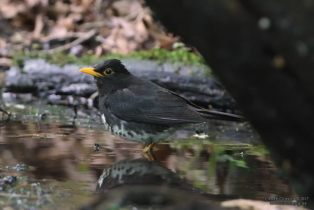 Japanese Thrush - ML124258531